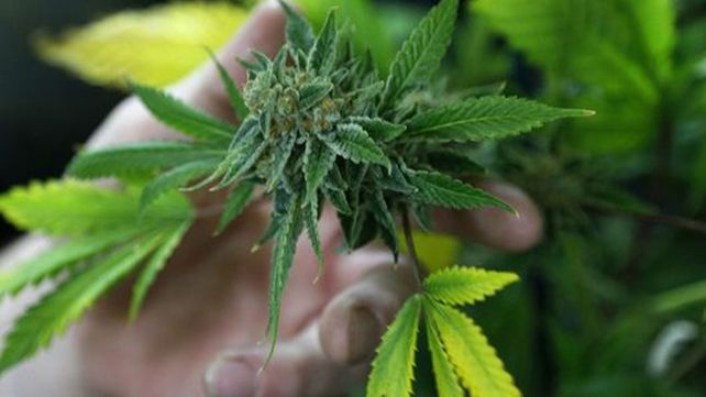 La ONU pidió al Gobierno la despenalización del uso de drogas para consumo personal