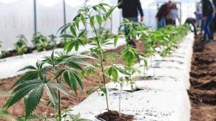 Acusan a hospitales de no entregar cannabis medicinal: Debe ser garantizado gratuitamente