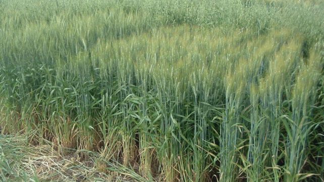 Los ensayos del Inta demuestran que es posible acercarse a variedades de trigo de alto rendimiento