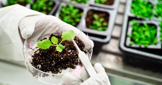 El mercado de bioinsumos crece a tasas más altas que el de productos de síntesis química.