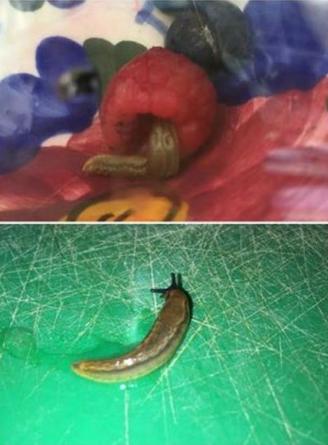 Compró frambuesas y encontró algo desagradable