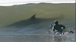 La Ni&ntilde;a podr&iacute;a estar detr&aacute;s de varios ataques de tiburones en M&eacute;xico