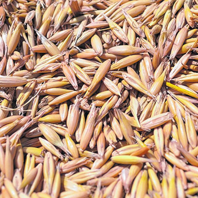 El titular de Molinos Pymes presentarán una nueva iniciativa al gobierno.