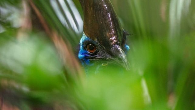 National Geographic presentó sus mejores fotografías de vida salvaje