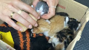 Los gatitos quedaron a cargo de Salud Animal de la Municipalidad. Una vez que recuperen fuerzas serán dados en adopción.