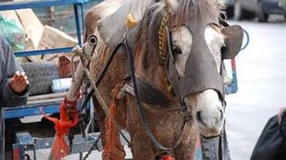 Empieza el programa piloto para el reemplazo de vehículos de tracción a sangre