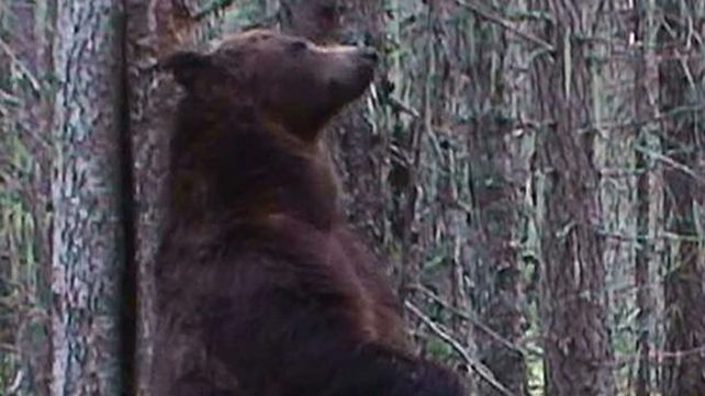 Una mujer sobrevivió al ataque de una osa en EE.UU.