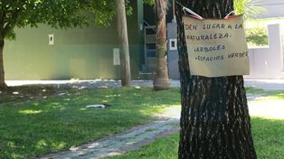 Paraná: fallo de la Justicia frenó tala de árboles en bulevar Racedo&nbsp;
