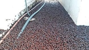 Los cascarudos invadieron la localidad de La Pampa porque se habían demorado las lluvias