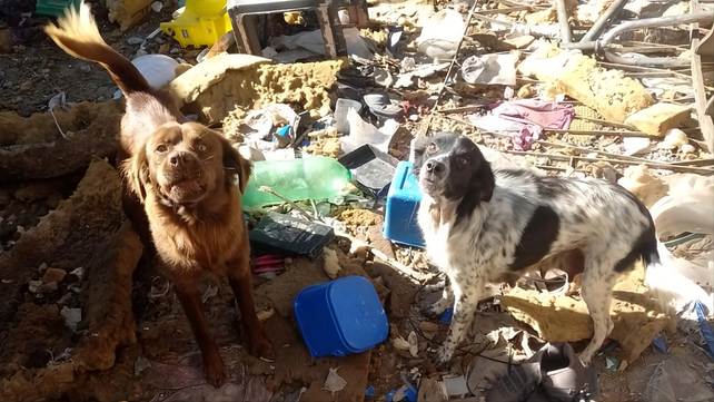Dos de los perros rescatados
