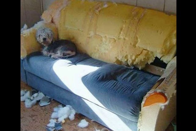 Las 10 cosas favoritas que a los perritos les gusta mucho destruir