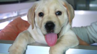Una pareja ya tiene a su perro clonado por el que pag&oacute; 155 mil d&oacute;lares