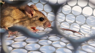 Confirman el primer caso de hantavirus en Santa Fe en lo que va del año