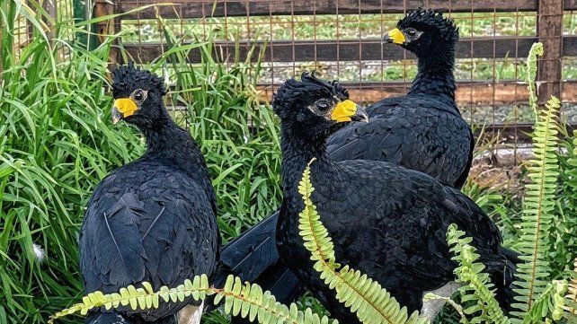 Los ejemplares de muitú serán parte de un proyecto de conservación y reproducción de esta especie