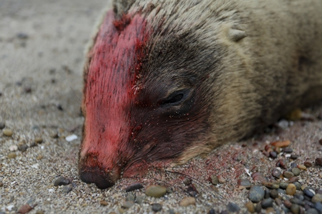 Un lobo marino muerto e infectado en la playa de Viedma.&nbsp;
