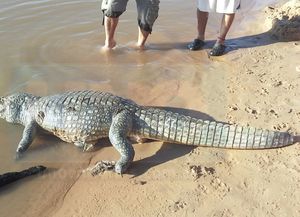 Apareció un yacaré en las costas entrerrianas