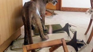En Chile, una familia despertó con la sorpresa de un puma en la cocina de su casa