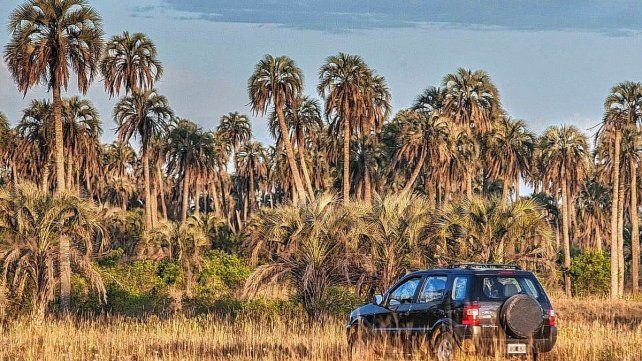 La palmera yatay fue declarada monumento natural de Entre Ríos