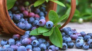 El vino, los cítricos y los arándanos ayudan a reducir el riesgo de impotencia