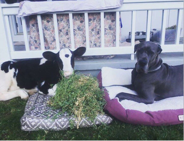 Goliath: la vaca que se cree perro