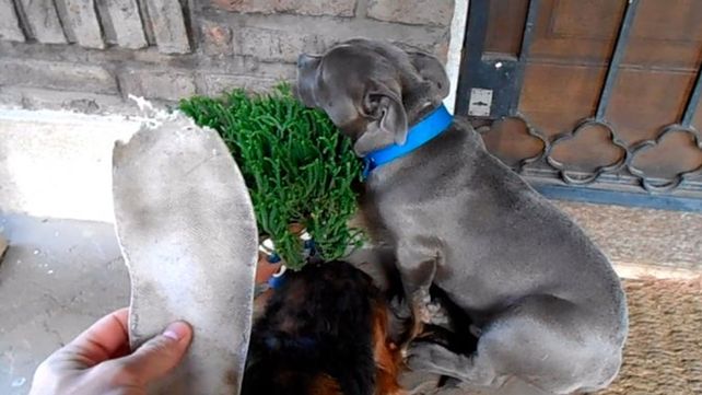 Así vive Drako, el pitbull arrepentido por romper la zapatilla de su dueño que se hizo viral