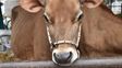 Intentaron robar una vaca de 400 kilos en Los Zapallos: mataron al animal y uno de los acusados quedó en prisión preventiva