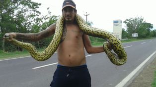 Encuentran una inmensa serpiente Curiyú camino a Puerto Reconquista