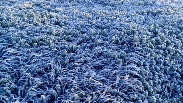 Viernes bajo cero: imágenes de la helada en Entre Ríos