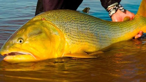 Turismo de pesca en Entre Ríos: un producto que logra generar movimiento todo el año