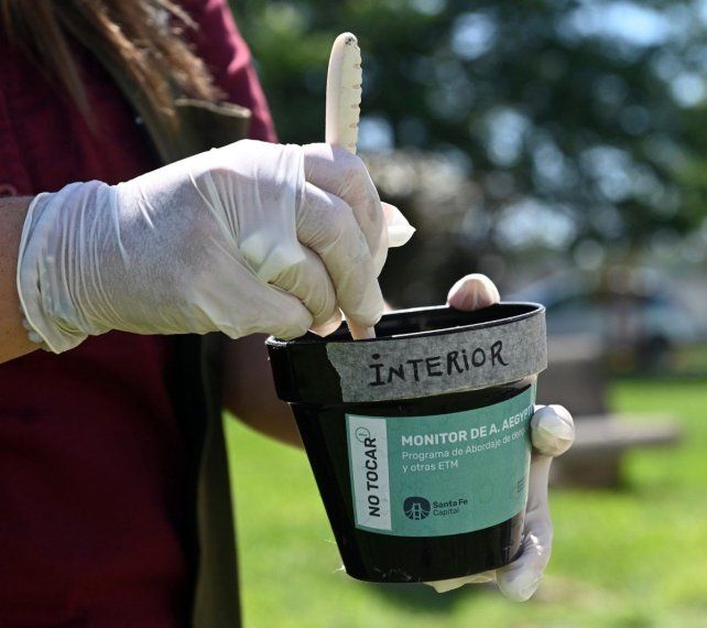 Dengue: confirmaron la presencia del mosquito transmisor en 30 barrios de la ciudad de Santa Fe