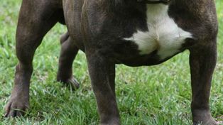 Un pitbull atacó y dejó muy grave a un nene en Santa Fe