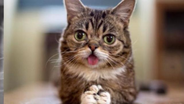 Curiosidad por la gata que sufre enanismo