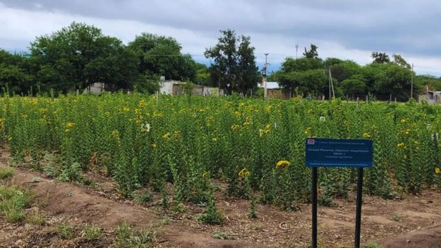 Girasol perenne. Especialistas estudian su potencial forrajero en el valle central de Catamarca.