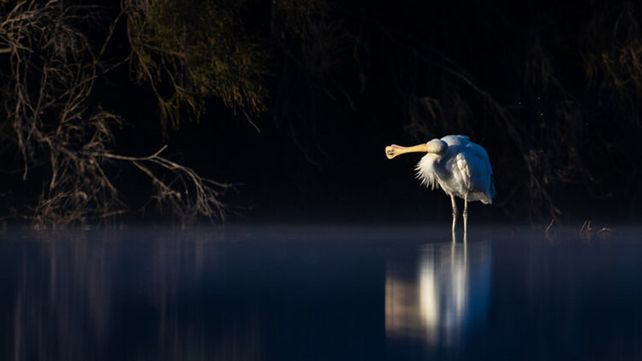 Imágenes ganadoras del concurso Bird Photographer of the Year 2020