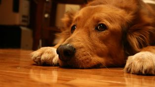 Recomiendan para las fiestas dejar a las mascotas en un espacio sin ruidos