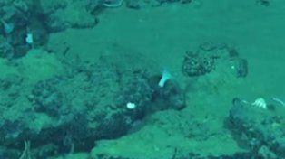 Descubrieron en el Índico un cementerio de ballenas de 5 millones de años