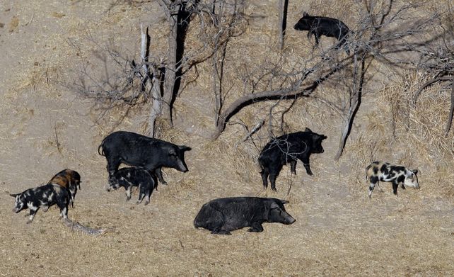 Un grupo de animales deambula en un rancho de Texas. Minnesota