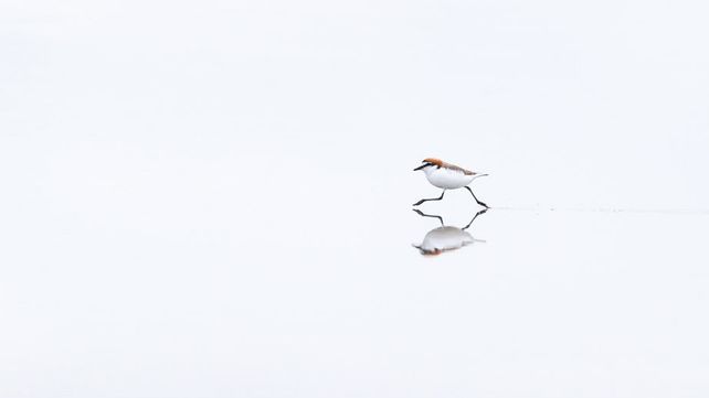 Imágenes ganadoras del concurso Bird Photographer of the Year 2020