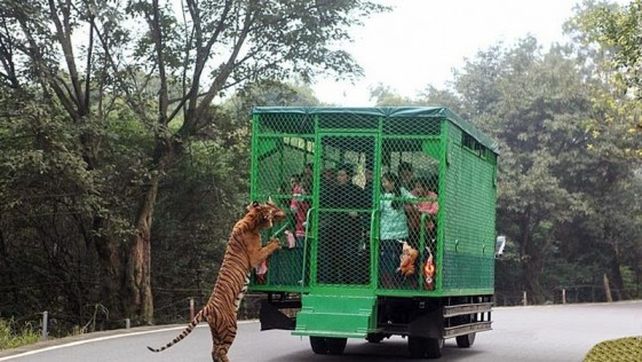 El zoológico es un éxito porque los animales se enfrentan cara a cara con los visitantes.