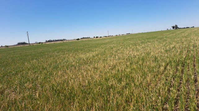 Estiman una fuerte baja en los rindes de trigo por la sequía y la inusual caída de heladas. El trigo (foto) pertenece a un campo ubicado en el distrito de Elortondo.&nbsp;