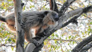Mono carayá o aullador. Los animales fueron liberados en el norte de la provincia de Santa Fe