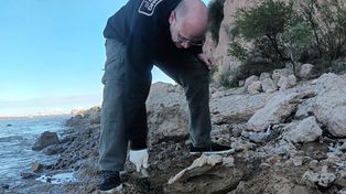 Los restos fósiles fueron trasladados al laboratorio del Museo del Río Paraná, donde actualmente se llevan adelante tareas de estabilización, limpieza y conservación.