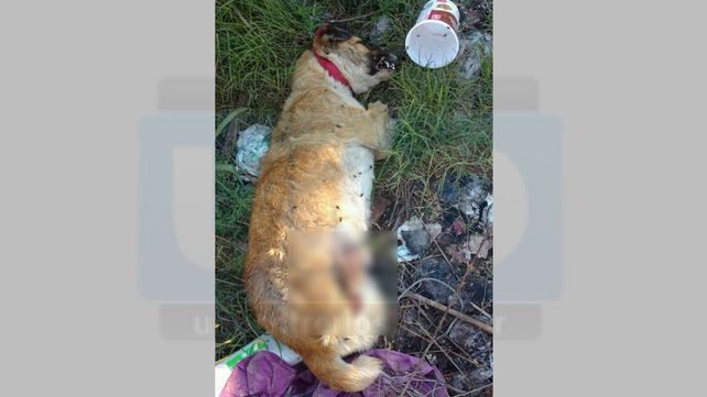Encontraron un perro horriblemente mutilado en la zona oeste de Paraná