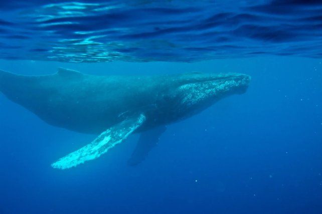 Descubren una grabación del canto de una ballena de hace casi 80 años