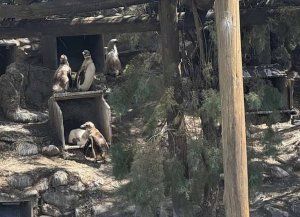 Quiebra del ex Aquarium de Mar del Plata: valuaron en USD 40.000 a cuatro pingüinos