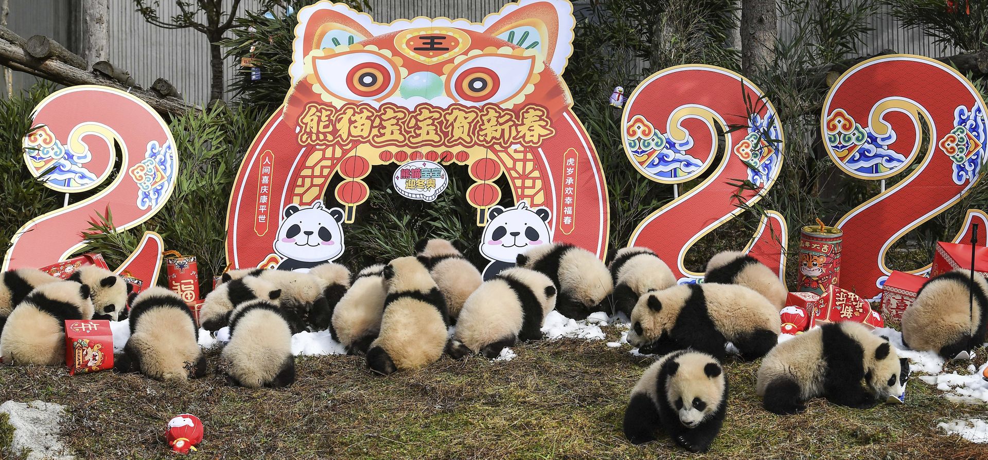Cachorros de panda gigante juegan mientras hacen una aparición grupal en la base Shenshuping del Centro de Conservación e Investigación de Pandas Gigantes de China en Wolong, en la provincia de Sichuan, suroeste de China, el lunes 24 de enero de 2022. Los cachorros nacidos en 2021 fueron llevados el lunes a un evento para conmemorar el próximo Año Nuevo Lunar.