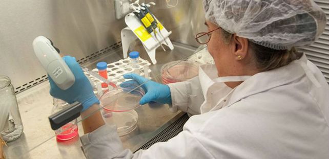 Investigadores argentinos neutralizan el Covid con anticuerpos de llamas y huevos