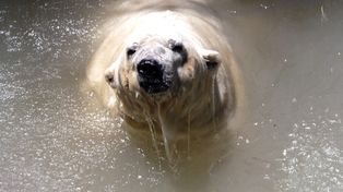 Greenpeace emitió un comunicado tras la muerte del oso Arturo pidiendo el fin del cautiverio