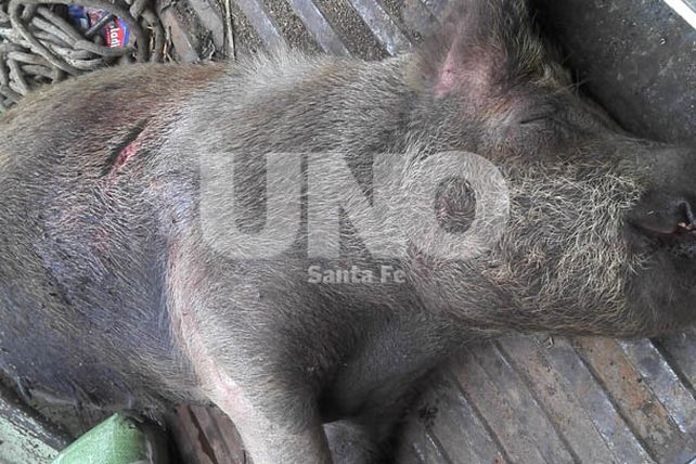 Detuvieron a cazadores furtivos y les incautaron un arma y un animal silvestre