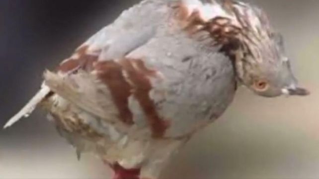 Un virus contagioso y mortal que provoca que las palomas se vuelvan zombies causa alarma en el Reino Unido.